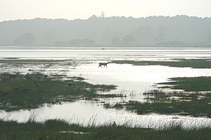 A deer walks along the Snow Goose Pool in the Assateague Island National Seashore