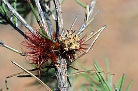 Allocasuarina grevilleoides female (5066888354)