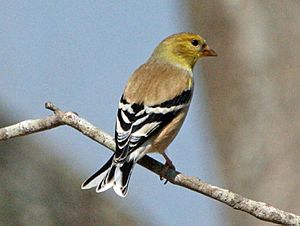 American Goldfinch male RWD