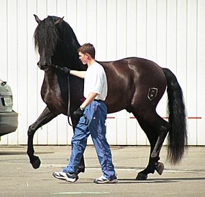 Andalusian horse moscow.jpg