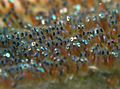 Anemone Fish Eggs