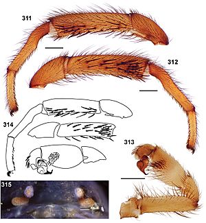 Aptostichus bonoi.jpg