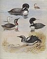 Archibald Thorburn Plate 77