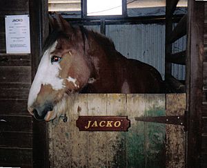 Avondalefarm jacko