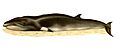 Balaenoptera-acutorostrata.jpg