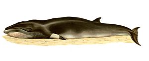 Balaenoptera-acutorostrata