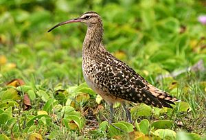 Bristle-thighed Curlew