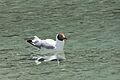 Brown-headed Gull 2