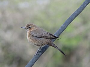 Brown indian bird k