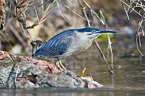 Butorides striatus - Daintree River