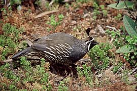 Callipepla californica1