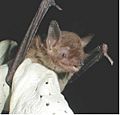 Cave Myotis.jpg