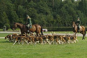 Chasse a courre