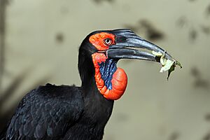 Close-Up of Southern Ground Hornbill