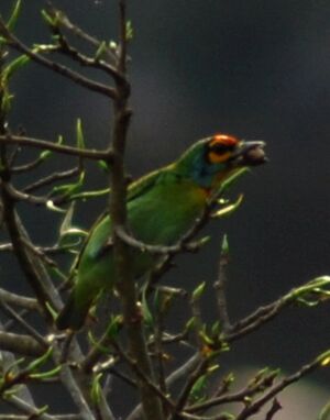 Crimsonfrontedbarbet.JPG