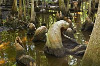 Cypress Knees Beidler Forest.jpg