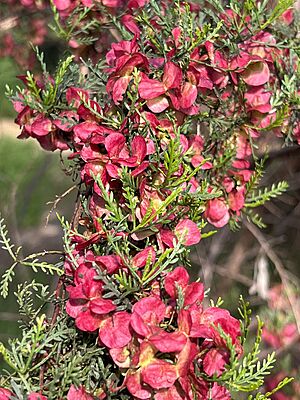 Dodonaea subglandulifera 02