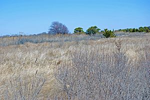 Dunes of Heckscher Beach.jpg