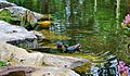 Duskymoorhen