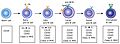 Early B cell development