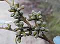 Eucalyptus baxteri buds