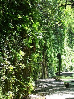 Fern Canyon in Redwood National Park, California with tree upside down.