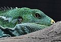 Fijian crested iguana 001