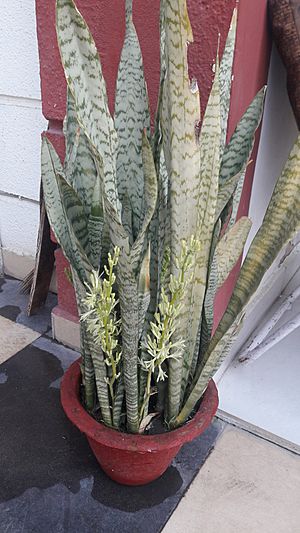 Flowering Sansevieria