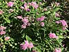 Flowers of Spiraea japonica 20170929.jpg