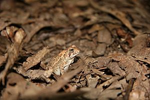 Fowlers Toad - side view