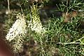 Grevillea leptopoda leaves