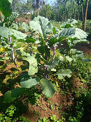 Habesha gomen in Ethiopian garden.jpg