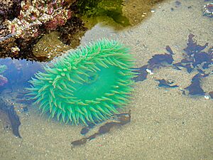 Haystack Rock Tidepools - 53060660817