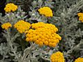 Helichrysum moeserianum 2