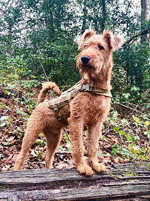 IrishTerrierSydenhamHillWoods.jpg