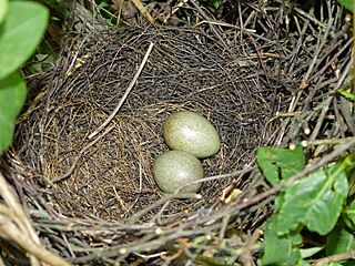 Jay Nest 13-05-12 (7190059330)