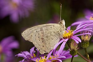 Junonia villida 3.jpg