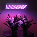 Led grown lights useful