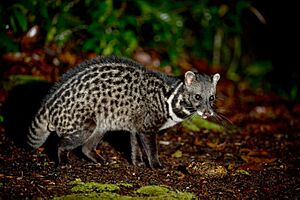 Malay civet.jpg