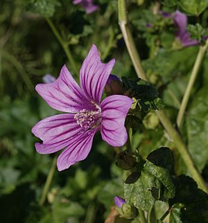 Malva-sylvestris-20070430-1.jpg