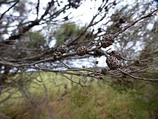 Melaleuca osullivani (fruits)