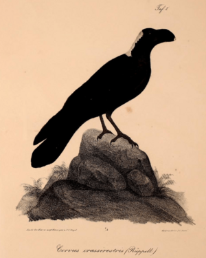 Neue Wirbelthiere zu der Fauna von Abyssinien gehörig (1835) Corvus crassirostris
