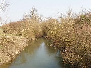 New River Ray at Oddington - geograph.org.uk - 386616