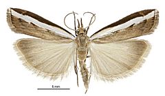 Orocrambus flexuosellus male2.jpg