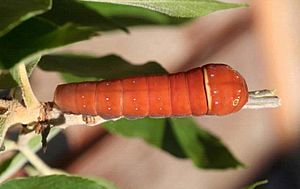 Papilio multicaudata larva