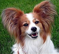 Papillon Ears