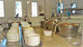 Parmigiano-Reggiano Factory