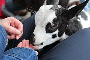 Petting farm in Germany