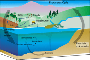 Phosphorus cycle