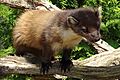 Pine Marten BWC